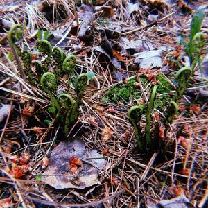 Meet your Posher, Ian